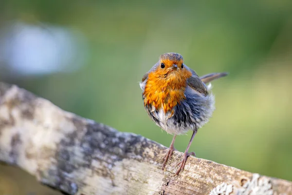 Mystery Wet Robin Sunny Spring Day — Stock Photo, Image