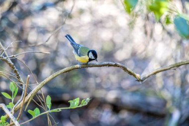 Bir dal üzerinde tünemiş büyük baştankara