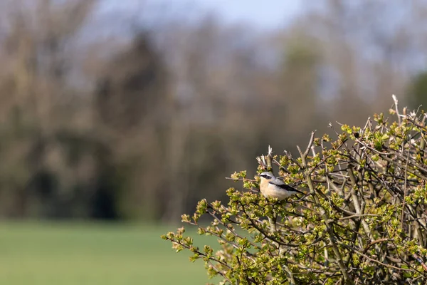 Northern Wheatear Oenanthe Oenanthe Descansando Seto Bajo Sol Primaveral —  Fotos de Stock