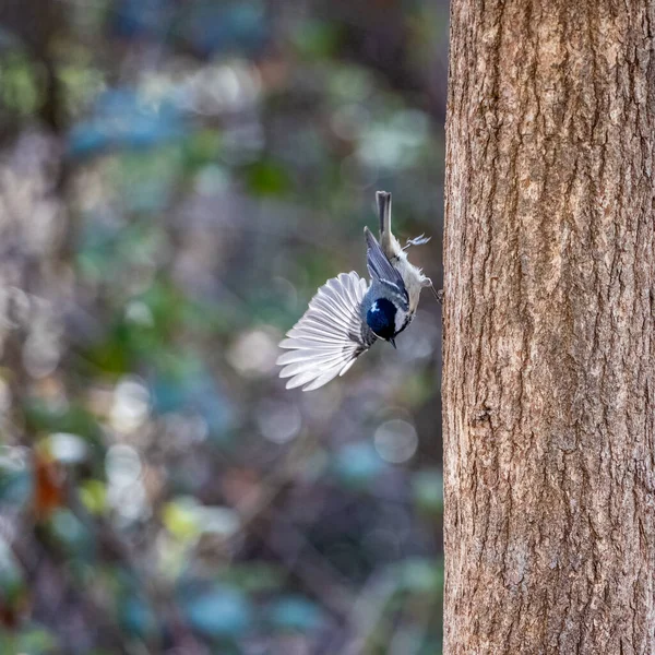 Coal Tit Clinging Tree — Foto Stock