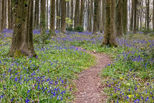 Blick Auf Die Wepham Wood Entstehenden Bluebells — Stockfoto