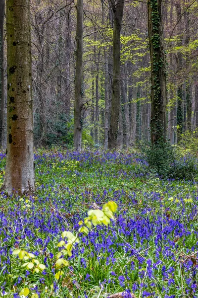 View Bluebells Emerging Wepham Wood — Stock Photo, Image