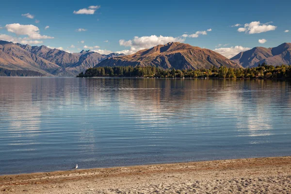 Solitary Seagull Shoreline Lake Wanaka — Stock Photo, Image