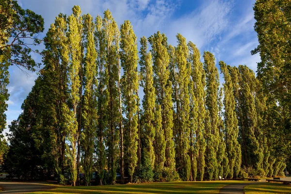 Rad Poplar Träd Anau Upplyst Med Gyllene Kväll Solsken — Stockfoto