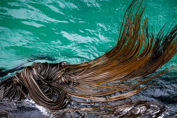 Kelpveld Zee Voor Het Schiereiland Otago Nieuw Zeeland — Stockfoto