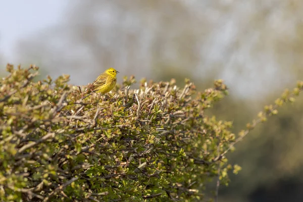 Perfiladeira Emberiza Citrinella Empoleirada Numa Sebe — Fotografia de Stock