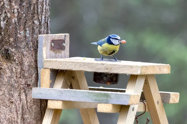 Blue Tit Wooden Table Peanut Its Beak — Stockfoto