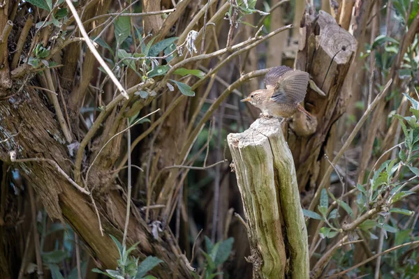 Tiny Wren Troglodytes Troglodytes Empoleirado Toco Árvore Primavera — Fotografia de Stock