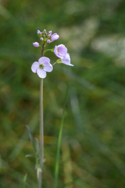 İlkbaharda açan bazı Guguk Çiçeklerinin yakın çekimi