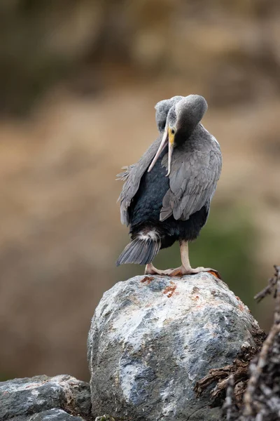 Spotted Shag Phalacrocorax Punctatus Preening Nya Zeeland — Stockfoto