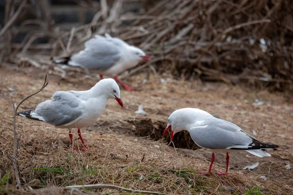 Gaivotas Bico Vermelho Chroicocephalus Scopulinus Península Otago — Fotografia de Stock