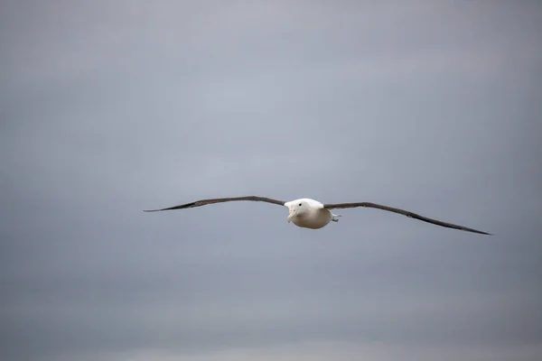 Albatros Royaux Nord Diomedea Sanfordi Survolant Péninsule Otago — Photo