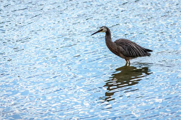 White Faced Heron Shallows Otago Peninsula — Stock Photo, Image