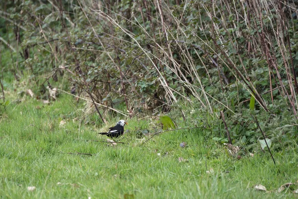草丛中寻找食物的白头黑鸟 Turdus Merula — 图库照片