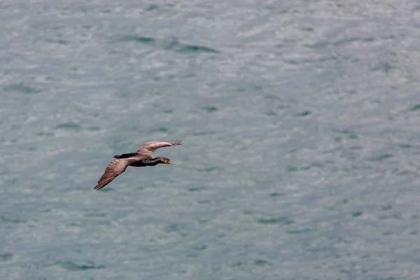 Shag Manchado Phalacrocorax Punctatus Voando Sobre Península Otago — Fotografia de Stock
