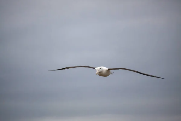 Albatroz Real Norte Diomedea Sanfordi Sobrevoando Península Otago — Fotografia de Stock