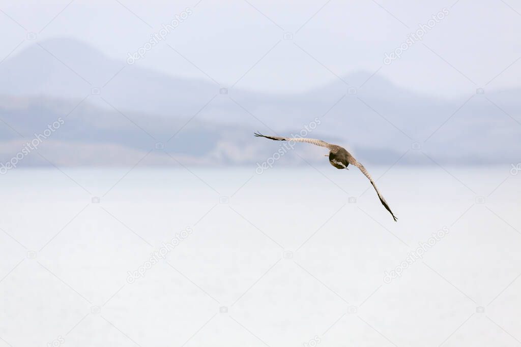 Northern Royal Albatross (Diomedea sanfordi) flying over the Otago Peninsula