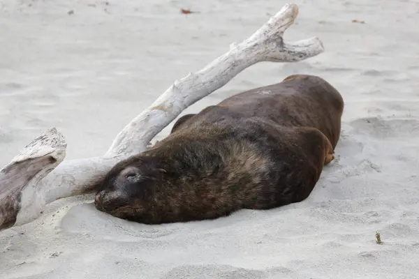 Nieuw Zeelandse Zeeleeuw Phocarctos Hookeri Slaapt Bijna Het Strand — Stockfoto