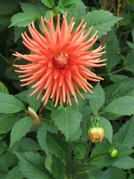 Une Belle Fleur Dahlia Rose Saumon Dunedin Nouvelle Zélande — Photo