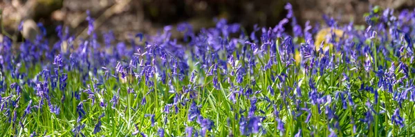 Swathe Bluebells Iluminado Pela Luz Sol Primavera — Fotografia de Stock