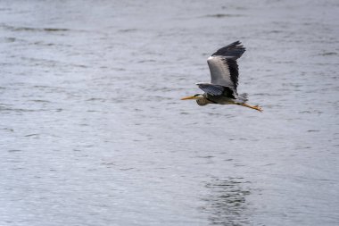 Gri Heron (Ardea cinerea) Cornwall 'daki Restronguet Deresi' nde sığ su üzerinde uçuyor