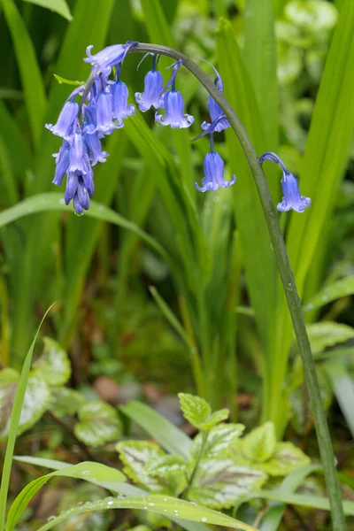 Ein Einzelner Blauglockenstamm Blüht Frühling Einem Schattigen Platz Der Kornwand — Stockfoto