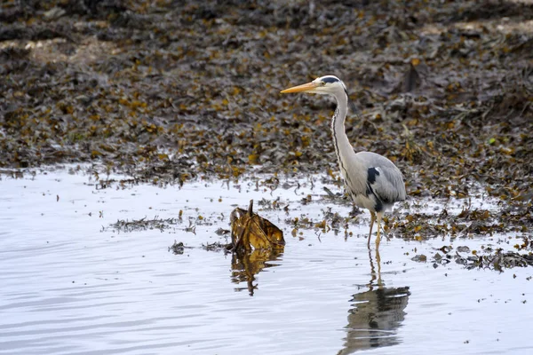 Grey Heron Ardea Cinerea Shallow Water Restronguet Creek Cornwall — Stock Photo, Image
