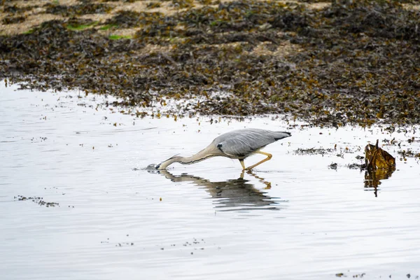 Grey Heron Ardea Cinerea Shallow Water Restronguet Creek Cornwall — Stock Photo, Image