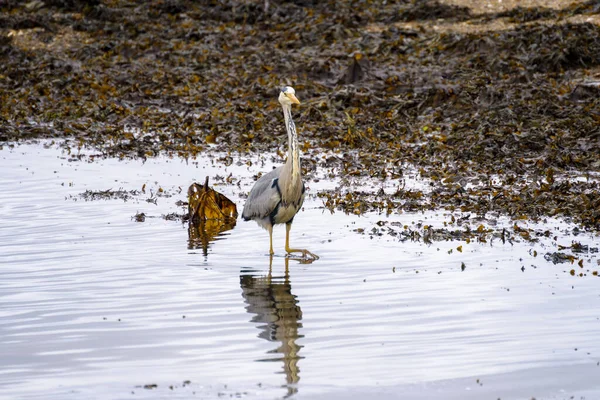 Garça Cinzenta Ardea Cinerea Águas Rasas Restronguet Creek Cornualha — Fotografia de Stock