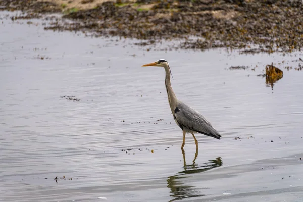 Grey Heron Ardea Cinerea Shallow Water Restronguet Creek Cornwall — Stock Photo, Image