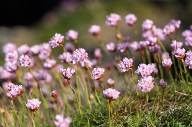 Cornwall 'daki Falmouth yakınlarındaki Pendennis Point' te baharda çiçek açan Sea Pinks (Armeria)