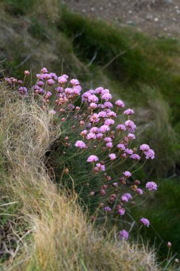 Cornwall 'daki Falmouth yakınlarındaki Pendennis Point' te baharda çiçek açan Sea Pinks (Armeria)