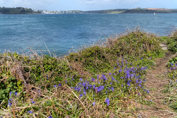 蓝铃花在春天沿着法尔茅斯附近彭登尼斯角的海岸绽放 — 图库照片