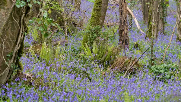 Ein Stück Blauglocken Den Wäldern Der Nähe Von Coombe Cornwall — Stockfoto