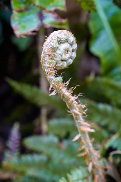 Emerging Fern Shoot Growing Vigorously Springtime Cornwall — 스톡 사진