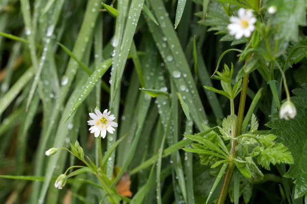 コーンウォール コーンウォール の春に花を咲かせる添加物肉 Stellaria Holostea — ストック写真