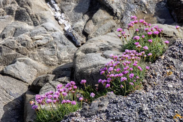 コーンウォールのPorthlevenで春に開花するシー ピンク Armeria — ストック写真