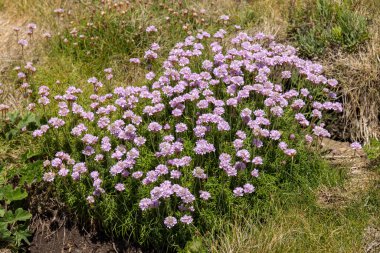 Cornwall 'daki St. Ives' da baharda çiçek açan Deniz Pembeleri (Ermeria)