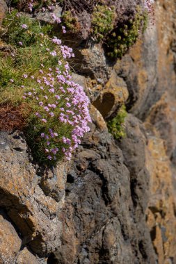 Cornwall 'daki St. Ives' da baharda çiçek açan Deniz Pembeleri (Ermeria)