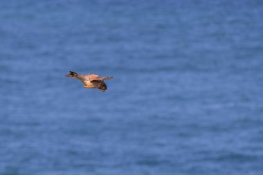Kerkenez (Falco tinnunculus) Porthgwidden 'daki uçurumlarda avını arıyor.