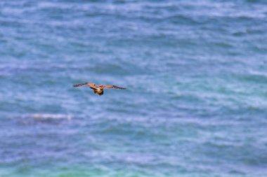 Kerkenez (Falco tinnunculus) Porthgwidden 'daki uçurumlarda avını arıyor.