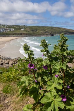 Baharda Porthmeor plajı yakınlarında çiçek açan Ağaç Mallow (Malva arborea)