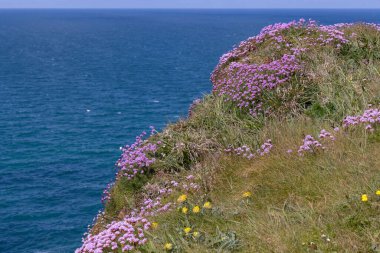 Cornwall 'daki Hayle yakınlarındaki Hells Mouth kayalıklarında çiçek açan deniz pembeleri.
