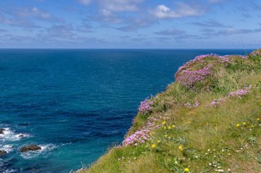 Cornwall 'daki Hayle yakınlarındaki Hells Mouth kayalıklarında çiçek açan deniz pembeleri.