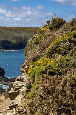 Cornwall 'daki Hayle yakınlarındaki Hells Mouth kayalıklarında çiçek açan deniz pembeleri.