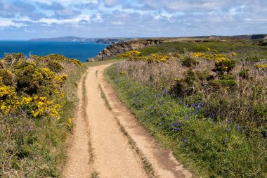 Cornwall 'daki Hayle yakınlarında Hells Mouth' da çiçek açan Gorse (Ulex)