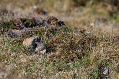 Kaya Pipit (Anthus petrosus) Kynance Koyu 'nda çalılıkların arasında yürüyor