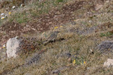 Kaya Pipit (Anthus petrosus) Kynance Koyu 'nda uçan böcek yakaladı.