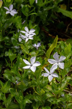 Orta Periwinkle (Vinca difforis Pourr.) Helston Cornwall 'da çiçek açmak