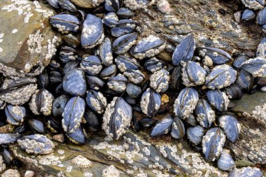 Helford Creek, Cornwall 'da bir grup midye.